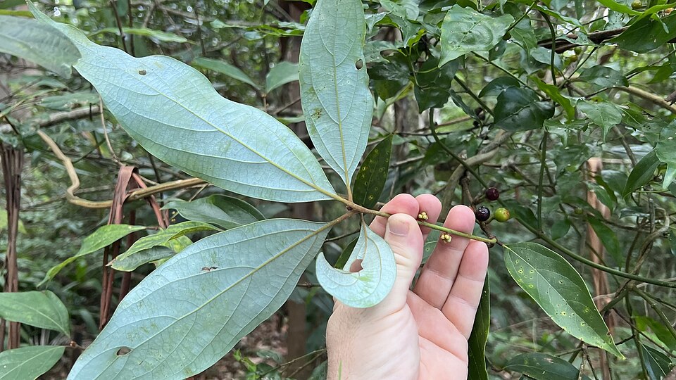 Neolitsea dealbata (Bolly Gum) (alternate view 8)