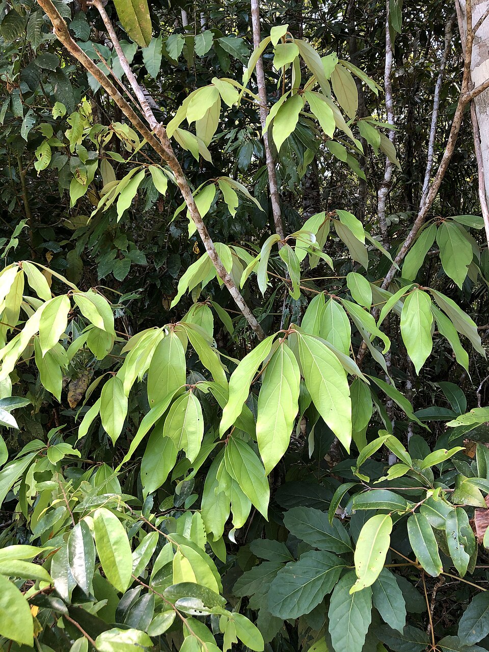 Neolitsea dealbata (Bolly Gum) (alternate view 9)