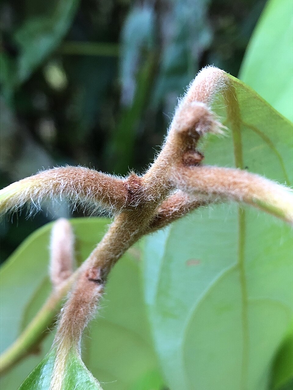 Neolitsea dealbata (Bolly Gum) (alternate view 10)
