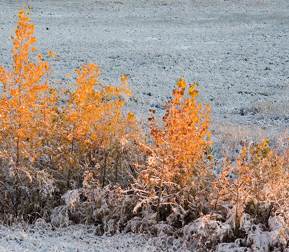 Populus tremula (European aspen)