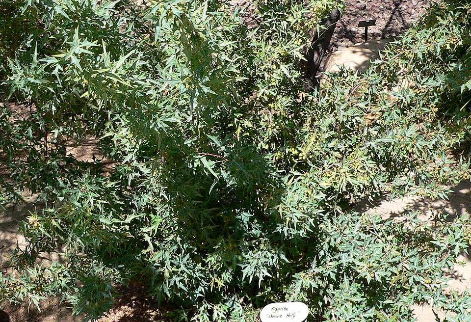 Berberis trifoliolata (Agarita) (alternate view 2)