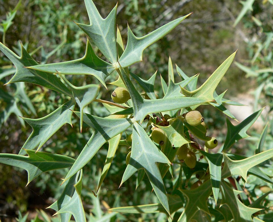 Berberis trifoliolata (Agarita) (alternate view 3)