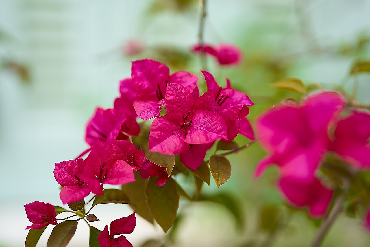 Bougainvillea glabra, Bougainvillea — climbing evergreen (Nyctaginaceae) (image 10 of 10)