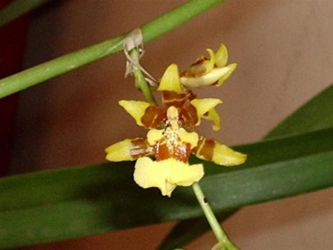 Oncidium sphacelatum (Spider Orchid Bush) (alternate view 6)