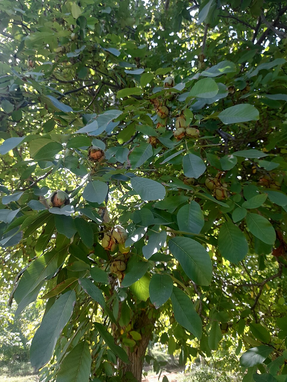 Juglans (Walnuts)