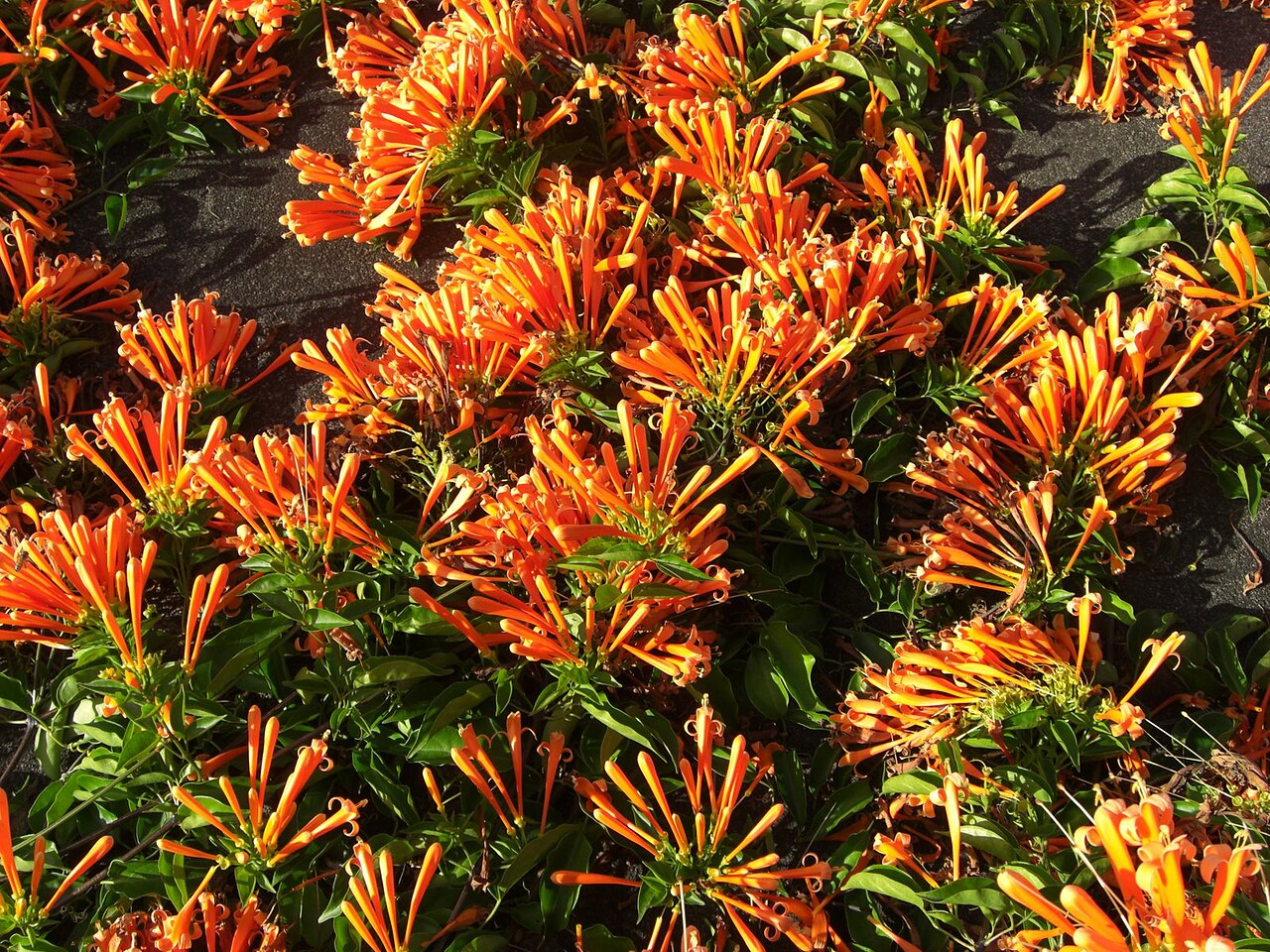 Pyrostegia venusta, Flame vine — climbing evergreen (Bignoniaceae) (image 7 of 10)