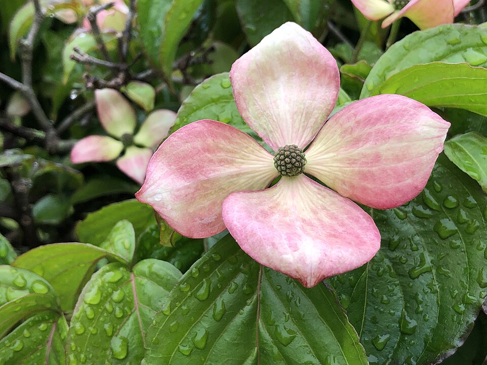 Cornus kousa 'Satomi' (Satomi Kousa Dogwood)