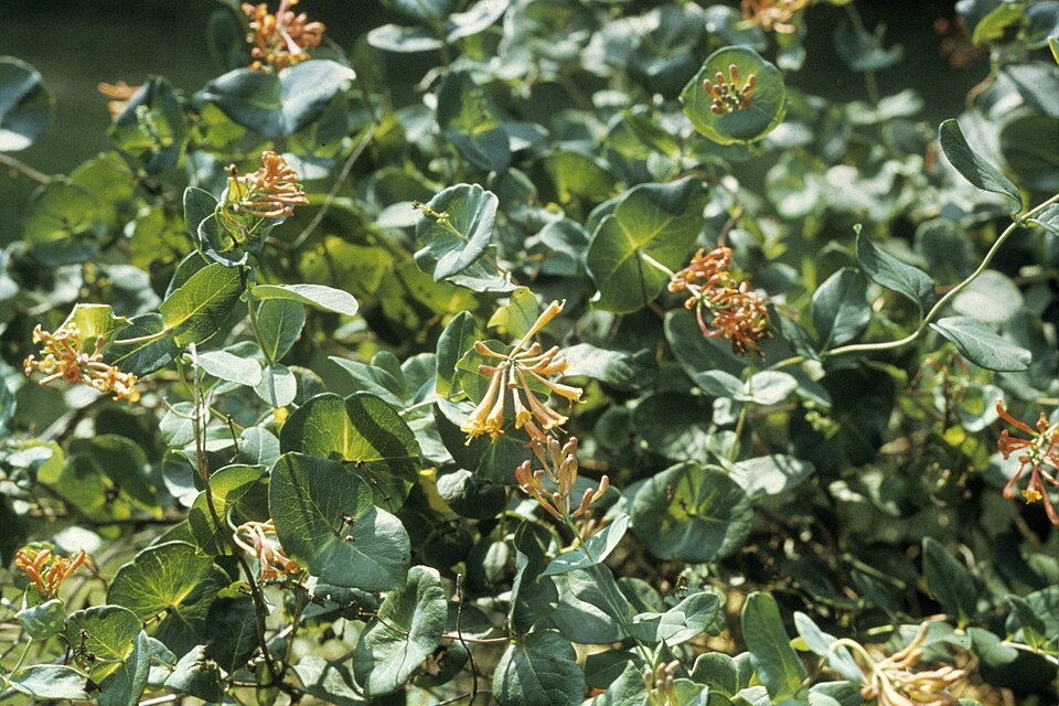 Lonicera sempervirens (Coral Honeysuckle) (alternate view 7)