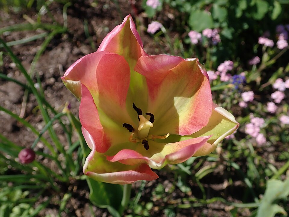 Tulipa 'Groenland'