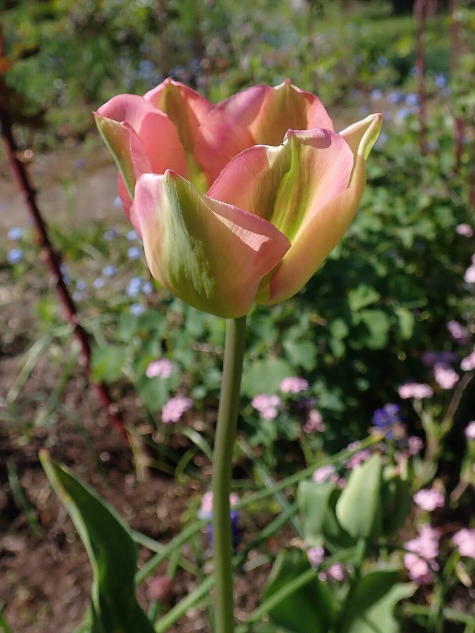 Tulipa 'Groenland' (alternate view 2)