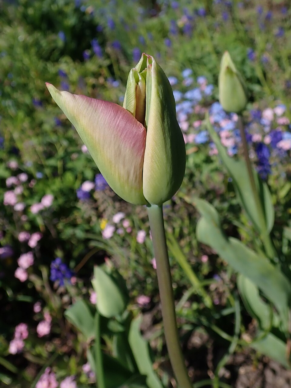 Tulipa 'Groenland' (alternate view 3)