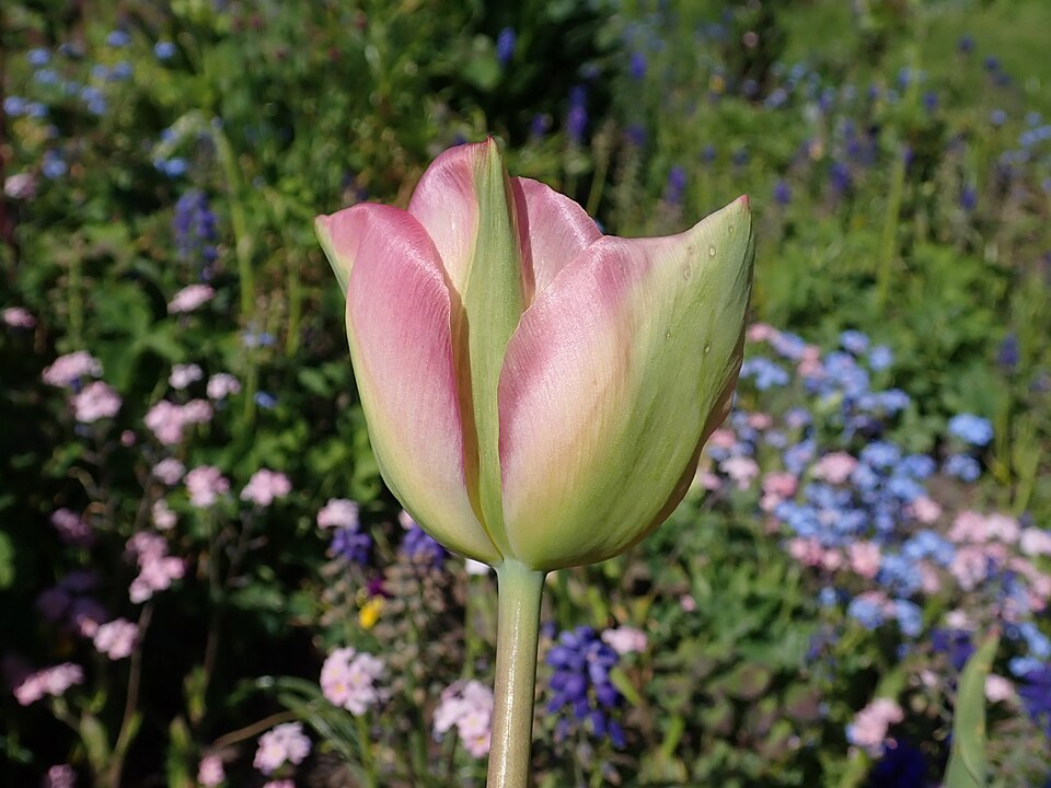 Tulipa 'Groenland' (alternate view 4)