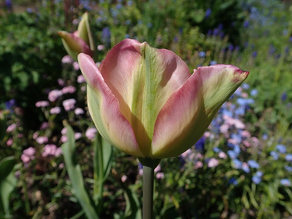 Tulipa 'Groenland' (alternate view 5)