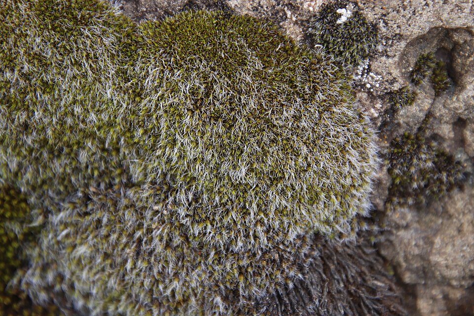 Grimmia