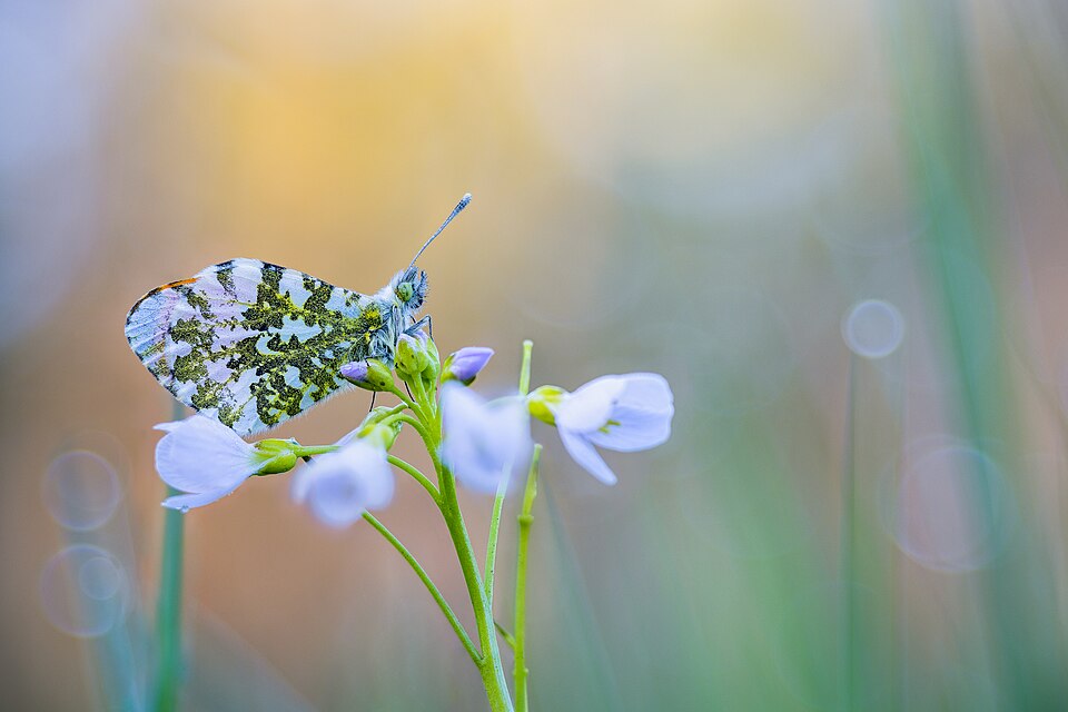Cardamine (Bittercresses and Toothworts) (alternate view 3)