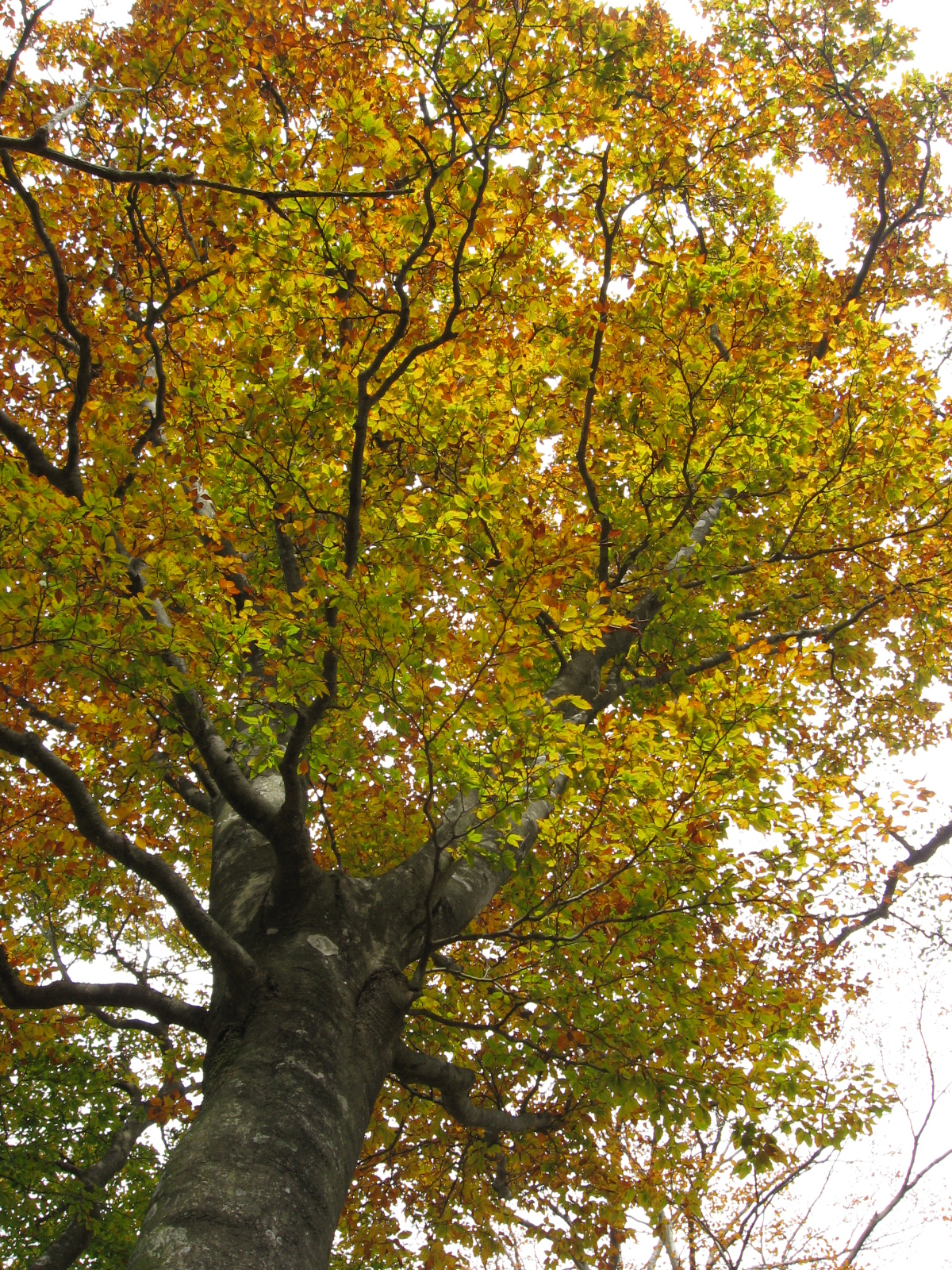 Fagus crenata, Japanese beech — upright deciduous (Fagaceae) (image 2 of 10)