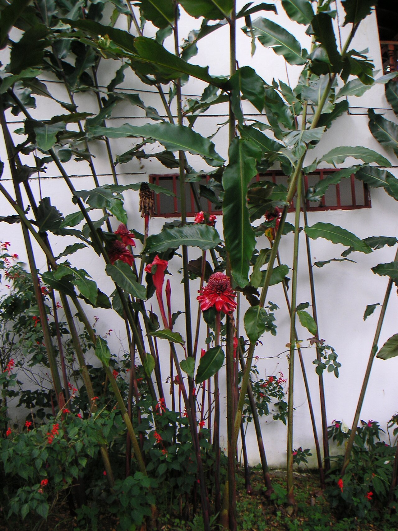 Etlingera elatior, Torch ginger — clumping evergreen (Zingiberaceae) (image 1 of 10)