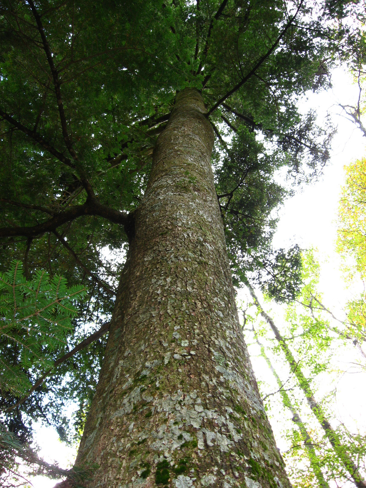 Abies firma, Momi fir — upright evergreen (Pinaceae) (image 2 of 10)
