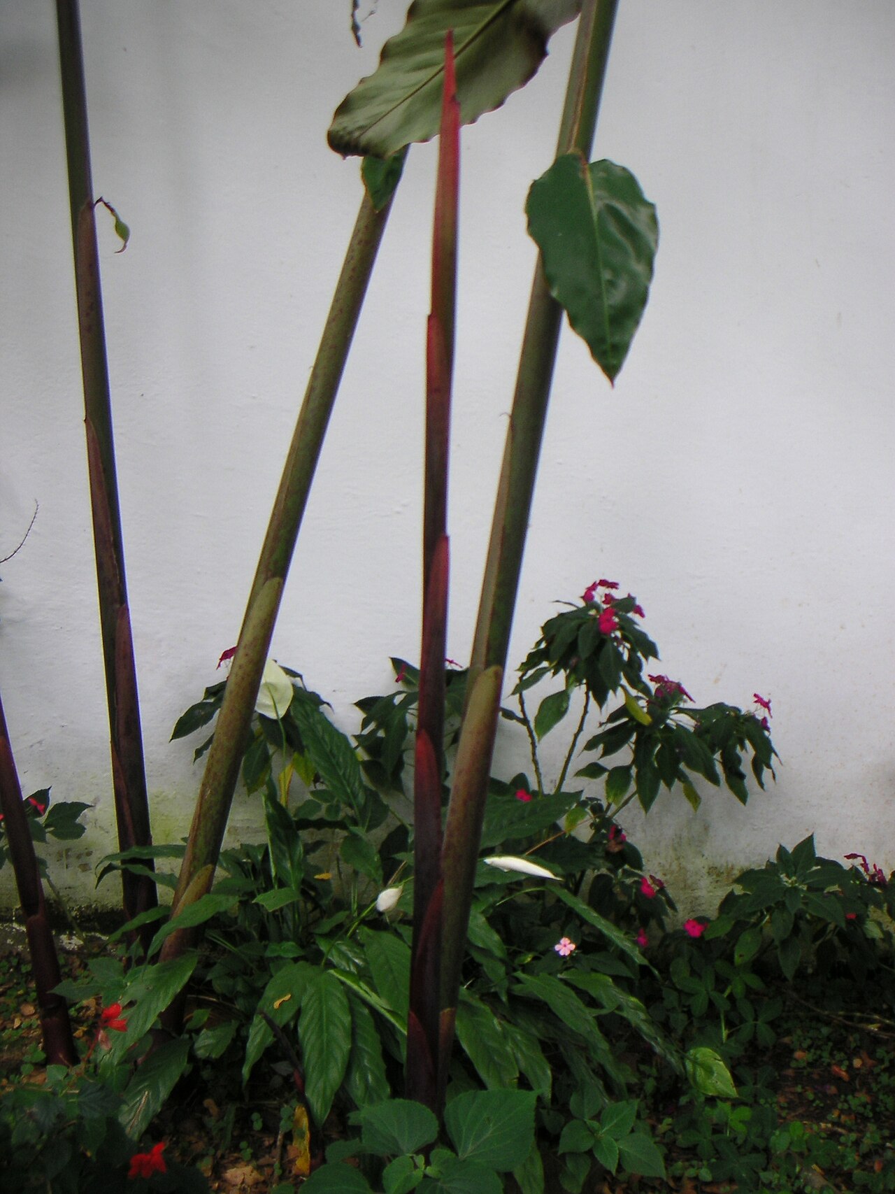 Etlingera elatior, Torch ginger — clumping evergreen (Zingiberaceae) (image 2 of 10)