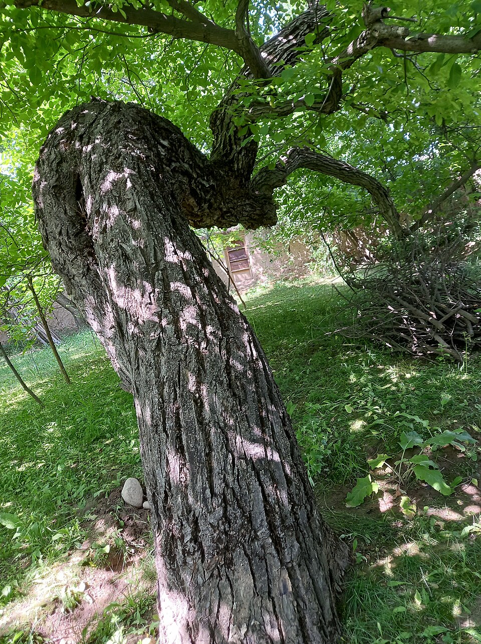 Juglans (Walnuts) (alternate view 2)