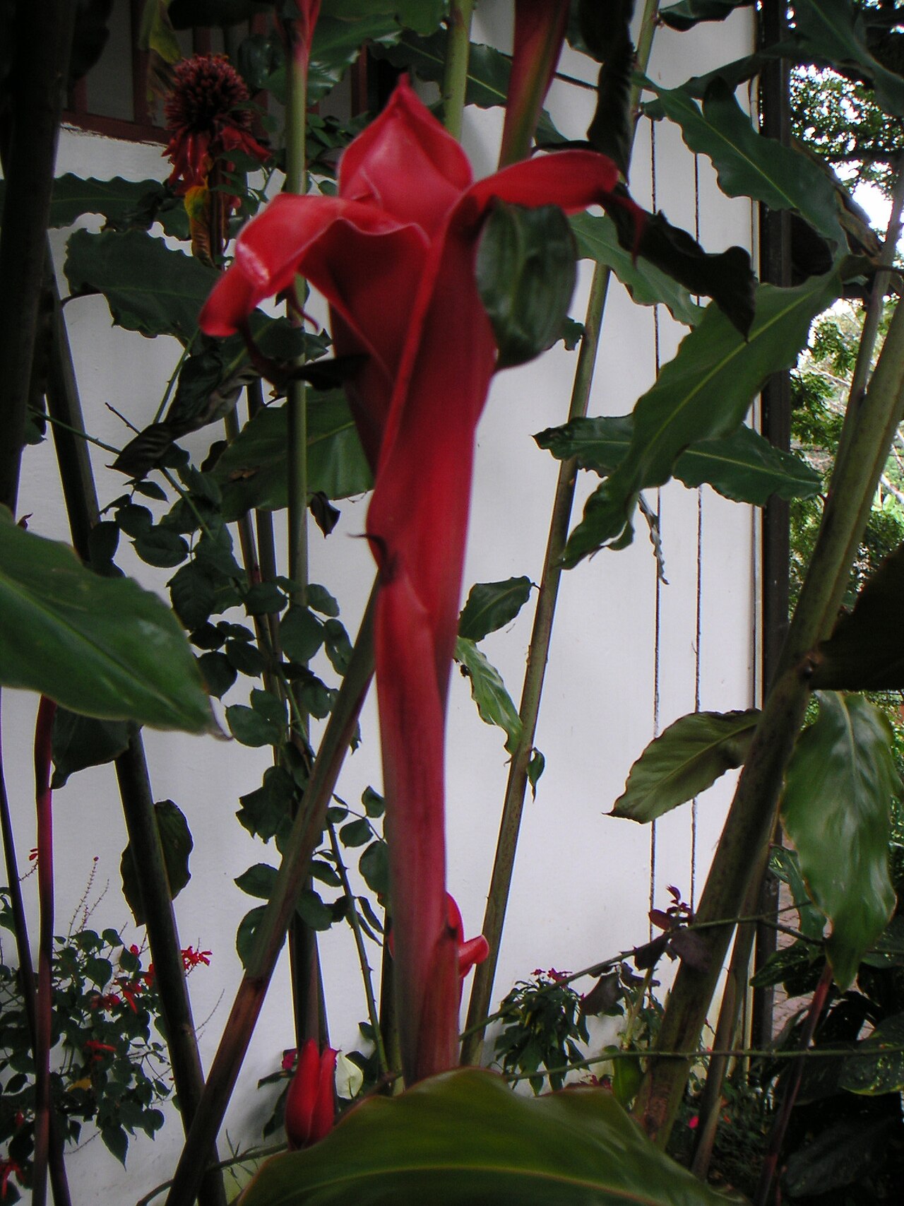 Etlingera elatior, Torch ginger — clumping evergreen (Zingiberaceae) (image 3 of 10)