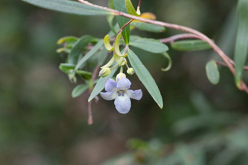 Billardiera cymosa (sweet apple-berry) (alternate view 7)