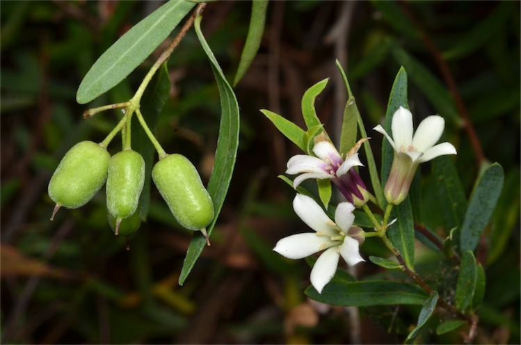 Billardiera cymosa (sweet apple-berry) (alternate view 8)