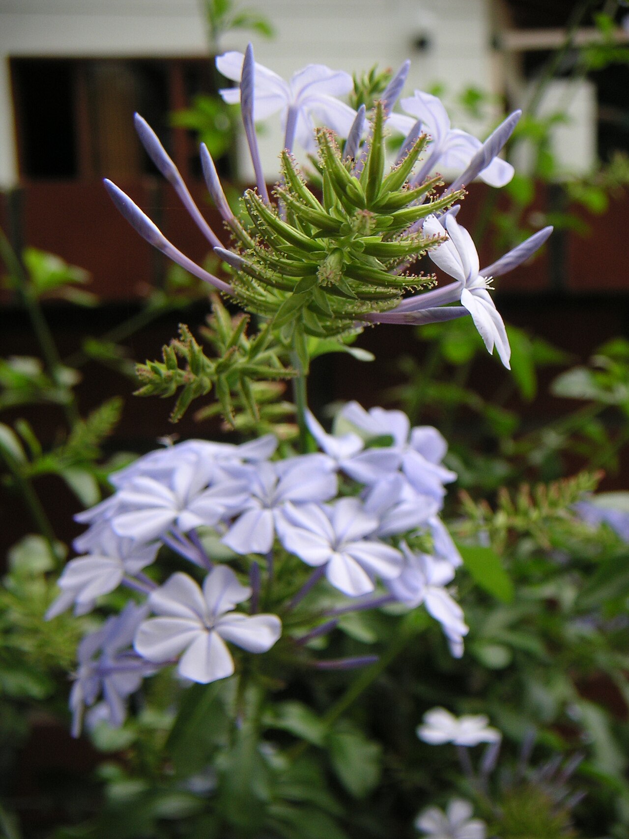 Plumbago auriculata, Cape plumbago — spreading evergreen (Plumbaginaceae) (image 1 of 10)