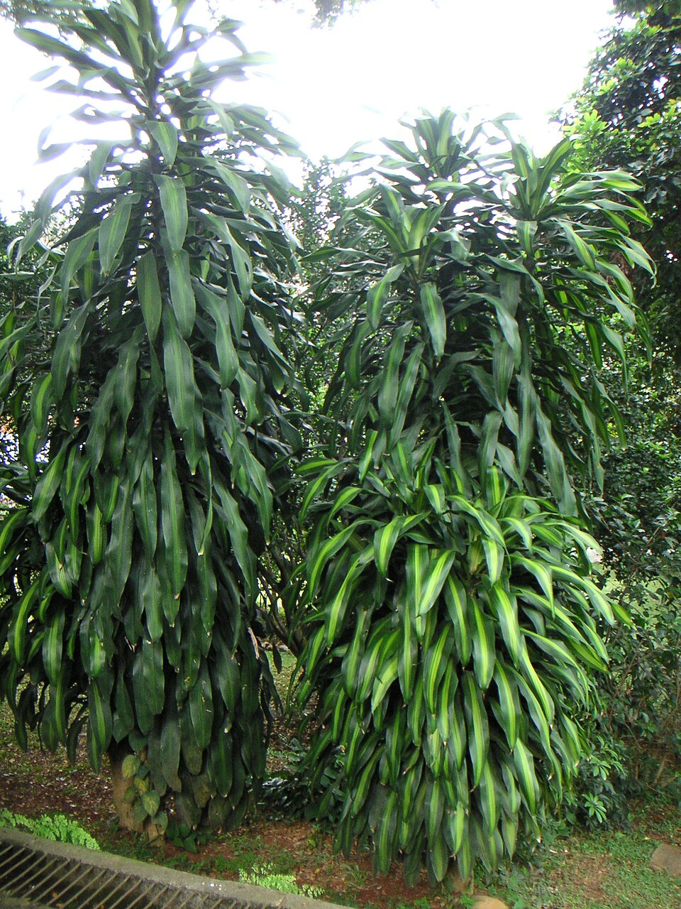 Dracaena fragrans (Corn Plant) (alternate view 11)