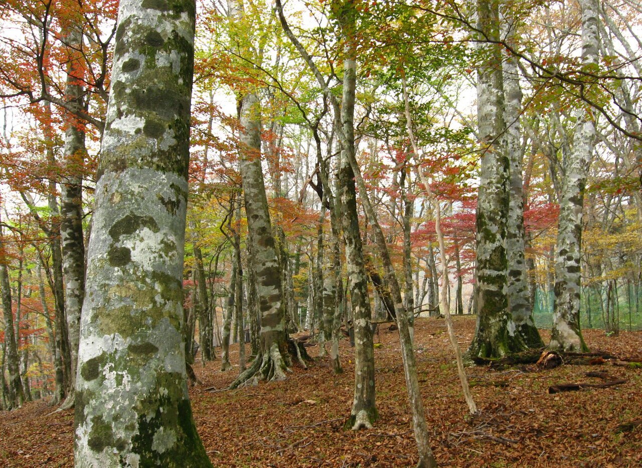 Fagus crenata, Japanese beech — upright deciduous (Fagaceae) (image 3 of 10)