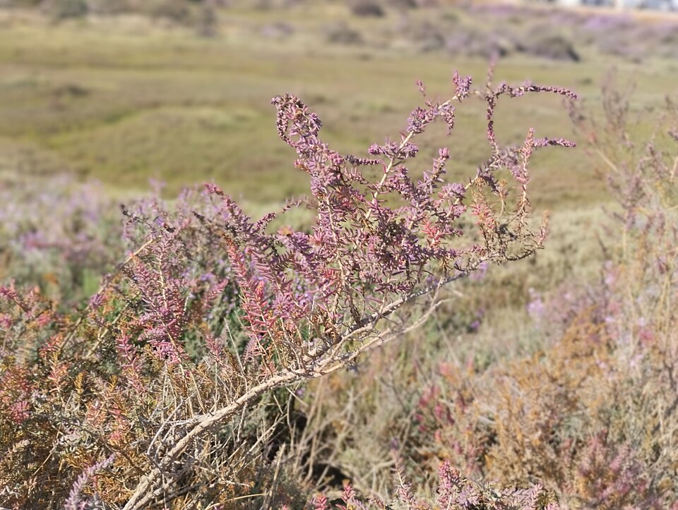 Suaeda vera (Shrubby Seablite) (alternate view 9)