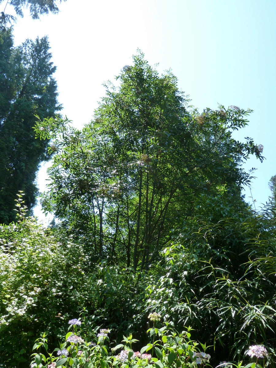 Sorbus (Rowans and Mountain Ashes) (alternate view 11)