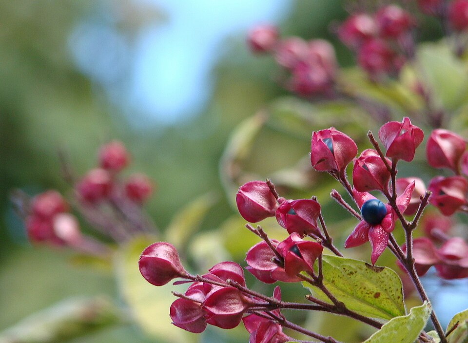 Clerodendrum (Glorybowers) (alternate view 4)