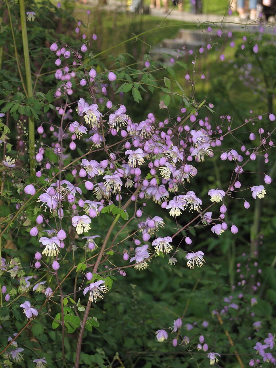 Thalictrum delavayi (Yunnan Meadow Rue) (alternate view 7)