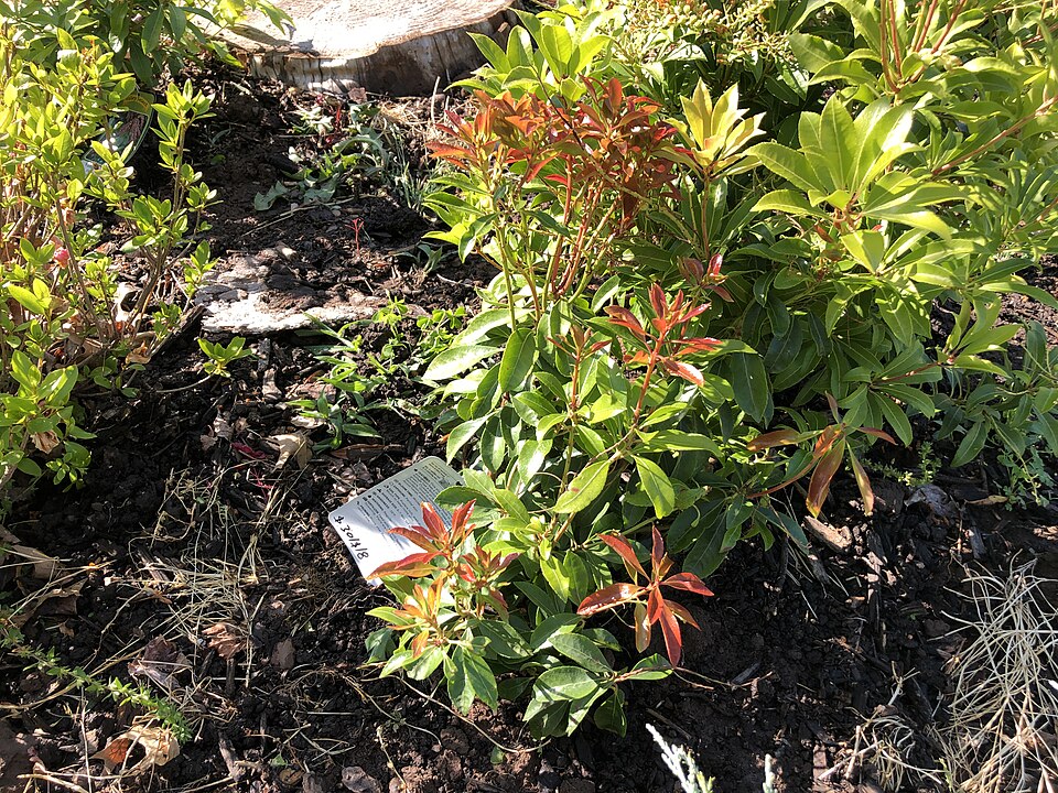 Pieris japonica 'Valley Valentine' (Valley Valentine Pieris) (alternate view 4)