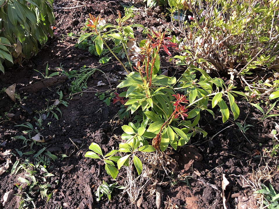 Pieris japonica 'Valley Valentine' (Valley Valentine Pieris) (alternate view 5)