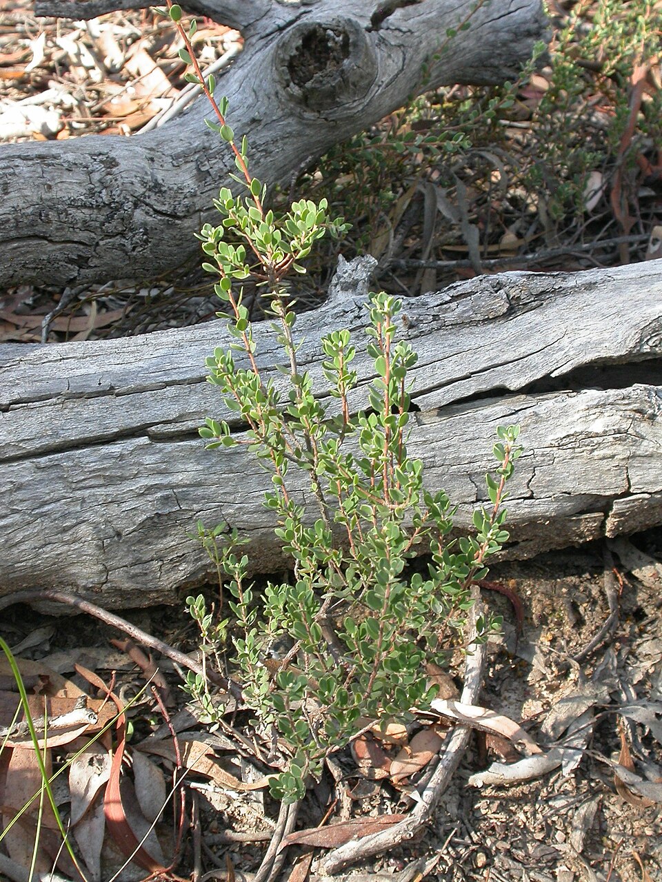 Brachyloma daphnoides (Daphne heath) (alternate view 9)