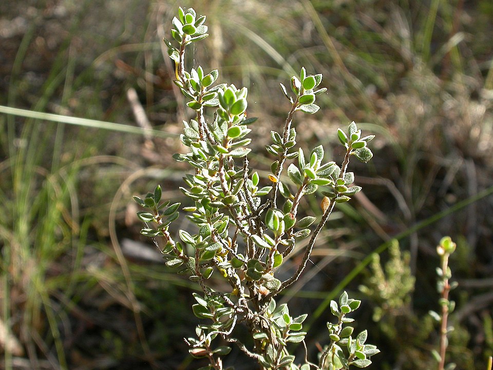 Brachyloma daphnoides (Daphne heath) (alternate view 10)