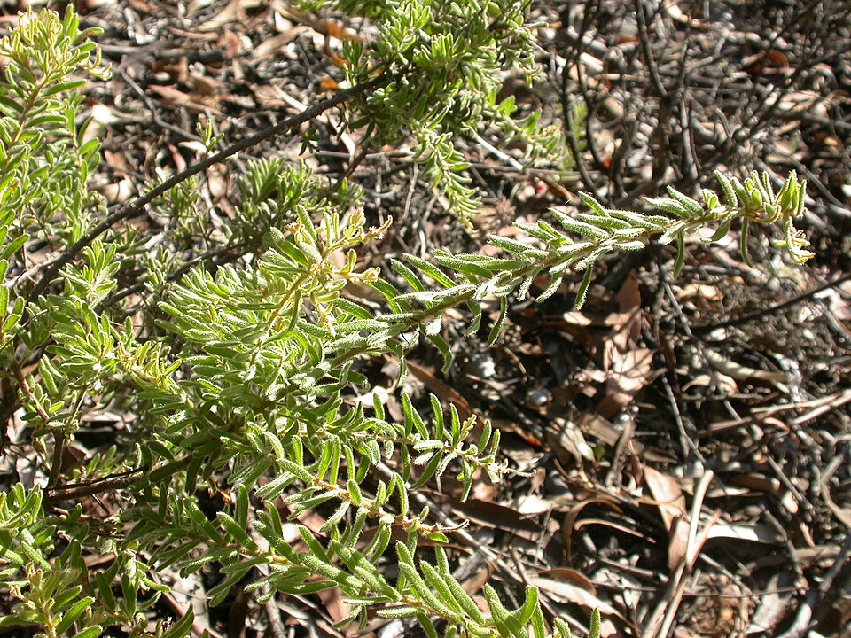 Grevillea alpina (Mountain Grevillea) (alternate view 9)