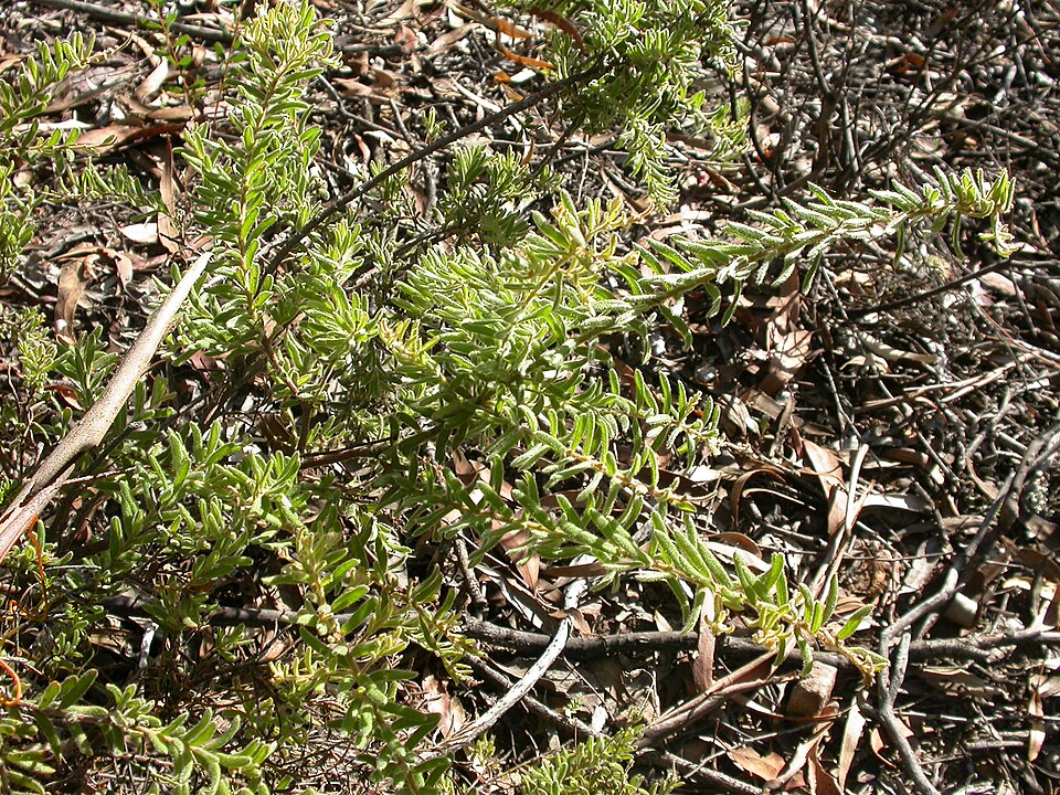 Grevillea alpina (Mountain Grevillea) (alternate view 10)