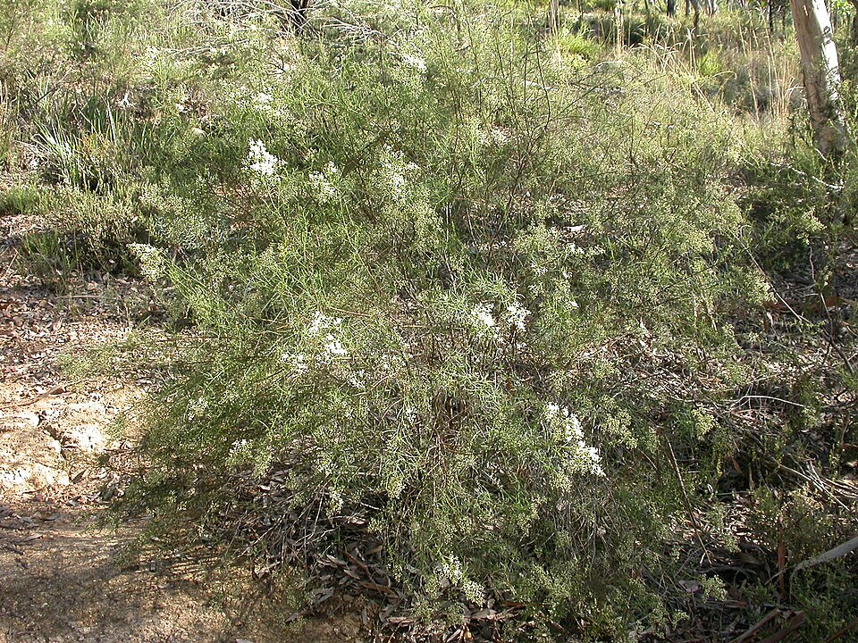Cassinia longifolia (Shiny Cassinia)