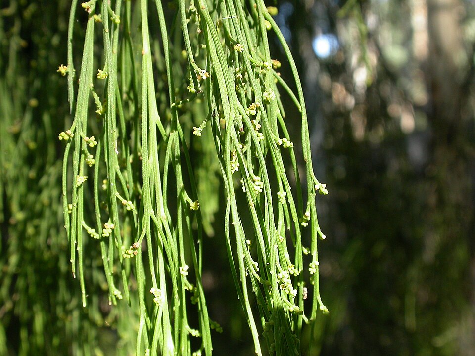 Exocarpos cupressiformis (Cherry Ballart) (alternate view 4)