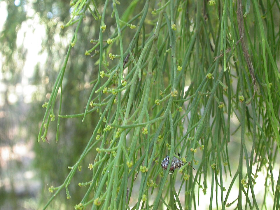 Exocarpos cupressiformis (Cherry Ballart) (alternate view 5)