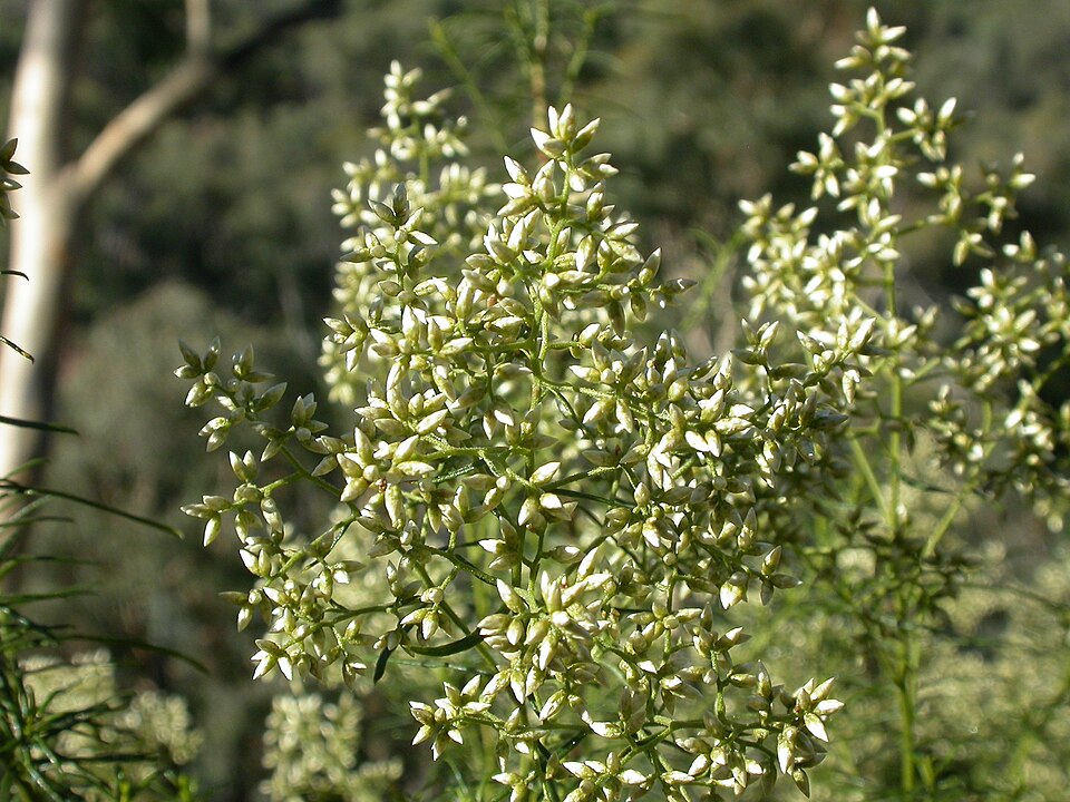 Cassinia longifolia (Shiny Cassinia) (alternate view 2)