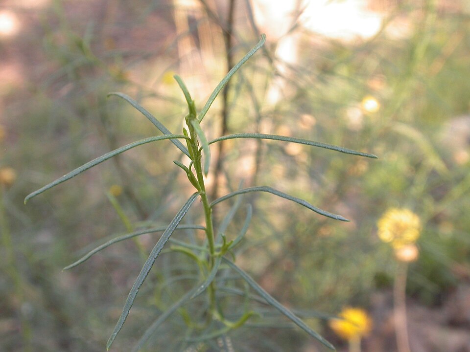 Cassinia longifolia (Shiny Cassinia) (alternate view 3)
