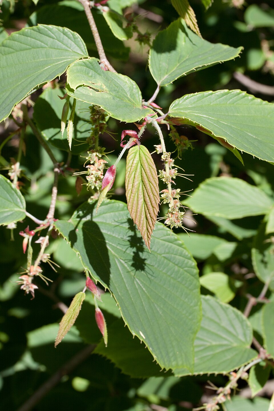 Corylopsis glabrescens (Fragrant Winter Hazel) (alternate view 4)