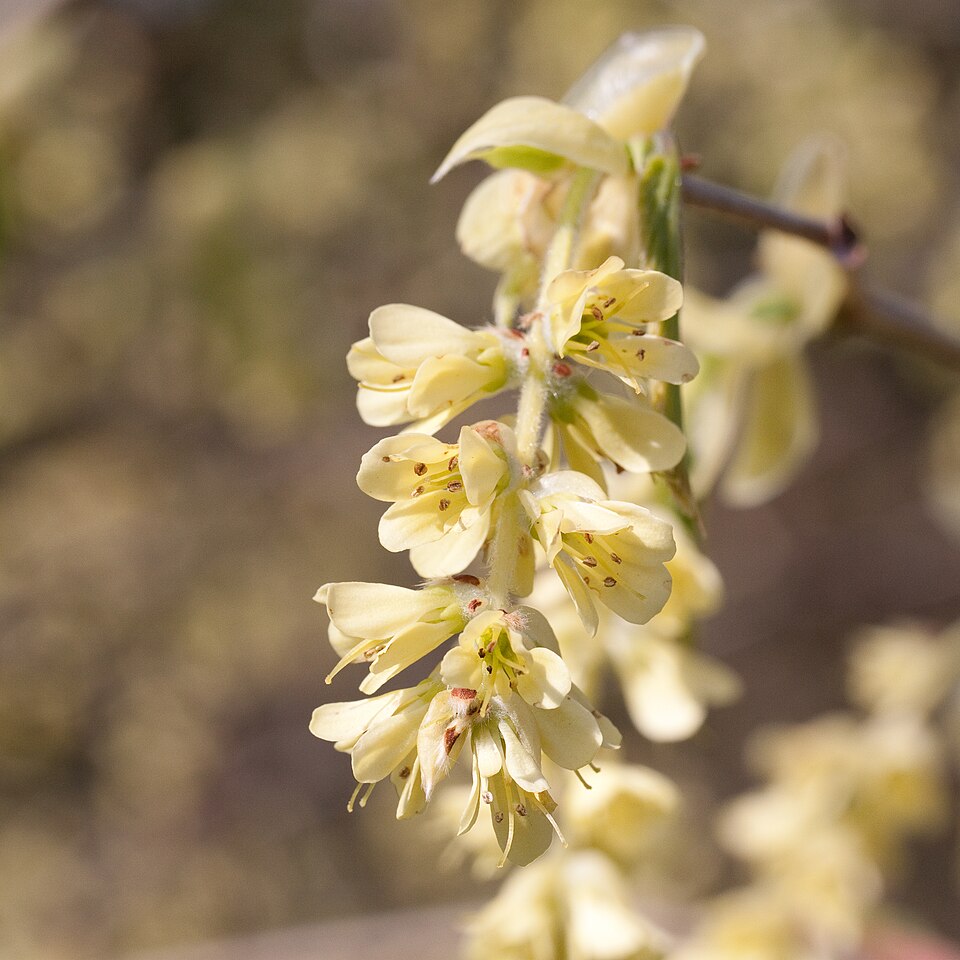 Corylopsis glabrescens (Fragrant Winter Hazel) (alternate view 5)