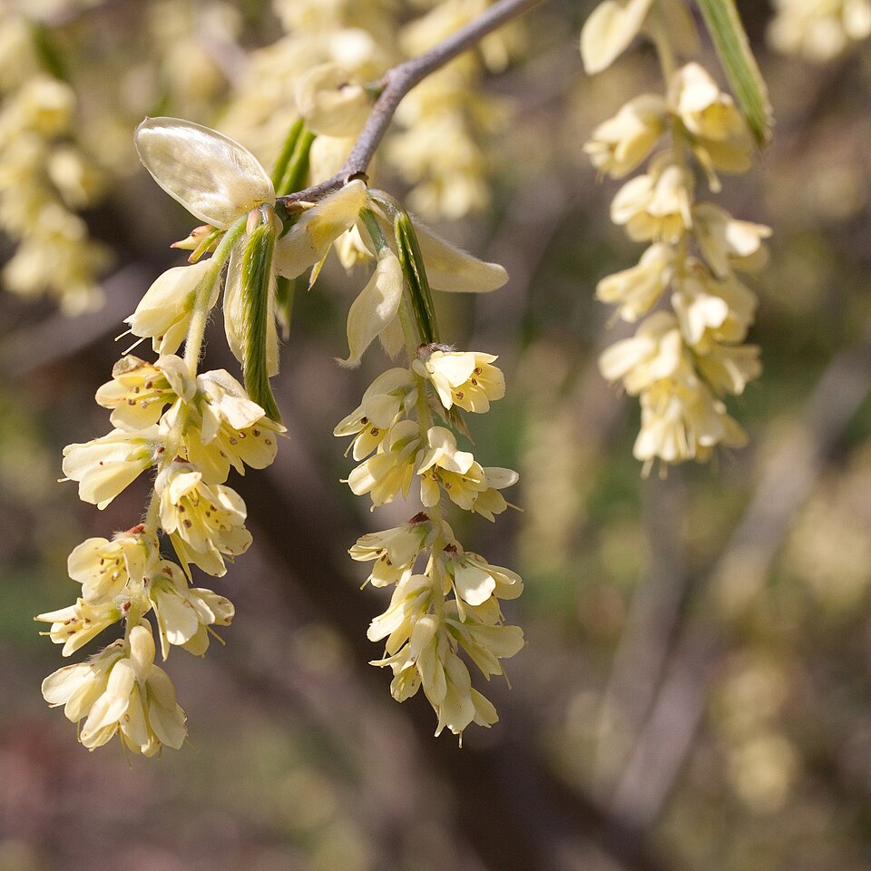 Corylopsis glabrescens (Fragrant Winter Hazel) (alternate view 6)