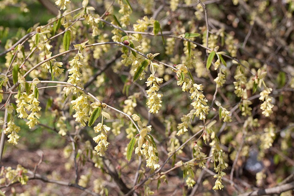 Corylopsis glabrescens (Fragrant Winter Hazel) (alternate view 7)