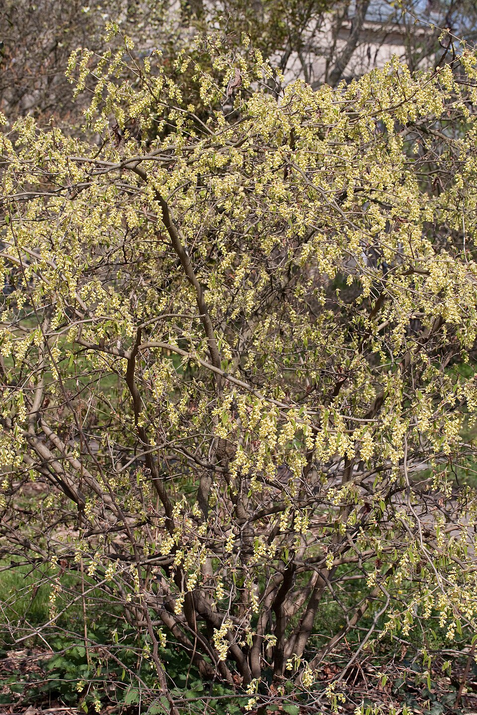 Corylopsis glabrescens (Fragrant Winter Hazel) (alternate view 8)